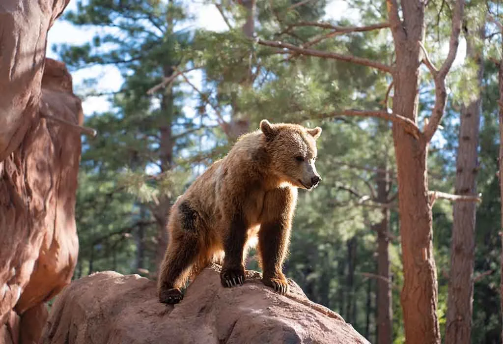 Bearizona Wildlife Park