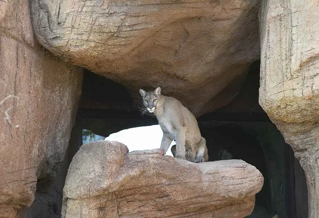 Arizona-Sonora Desert Museum