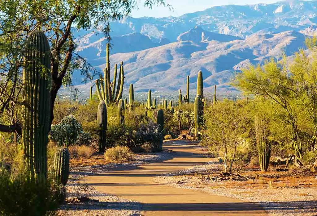 Saguaro National Park