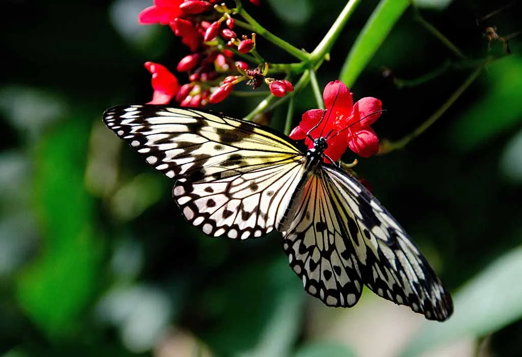 Butterfly Wonderland