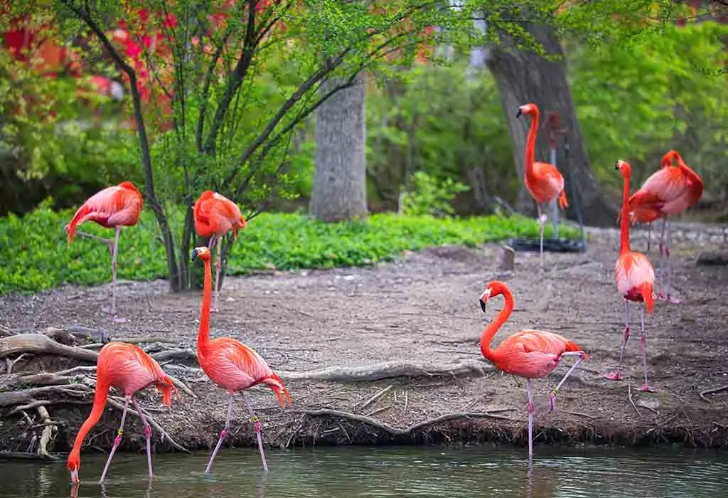 St. Louis Zoo