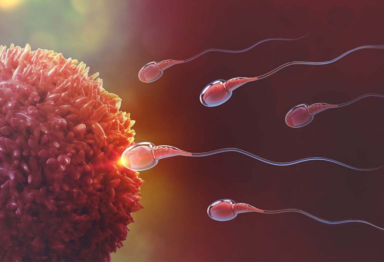 Role of Zygote in Fetal Development