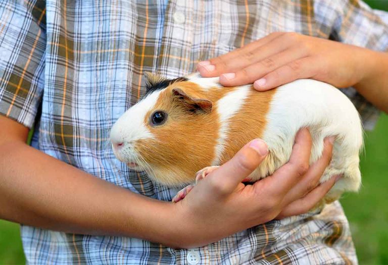 Best 12 Small Pets for Kids