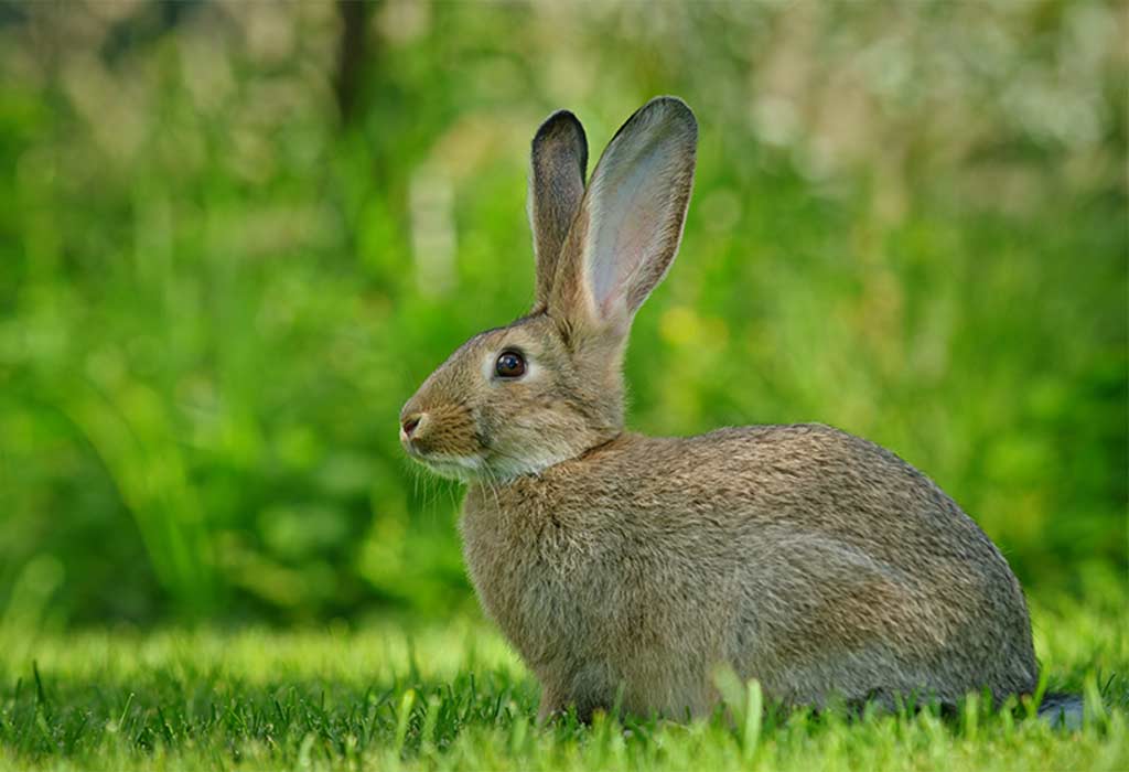 Rabbit