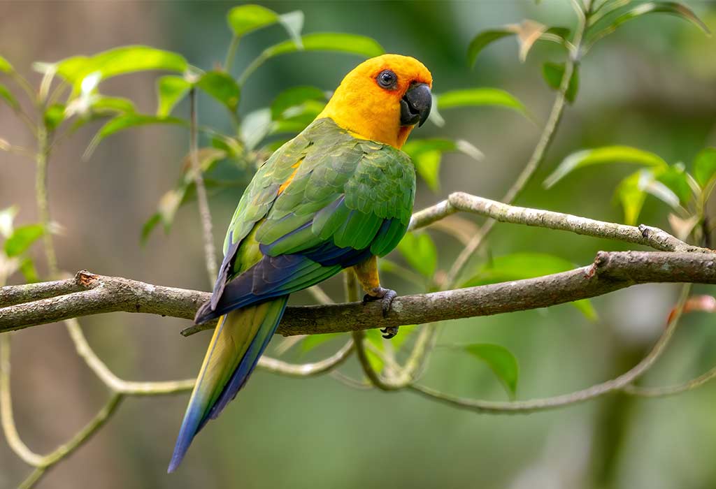 Budgie (Parakeet)