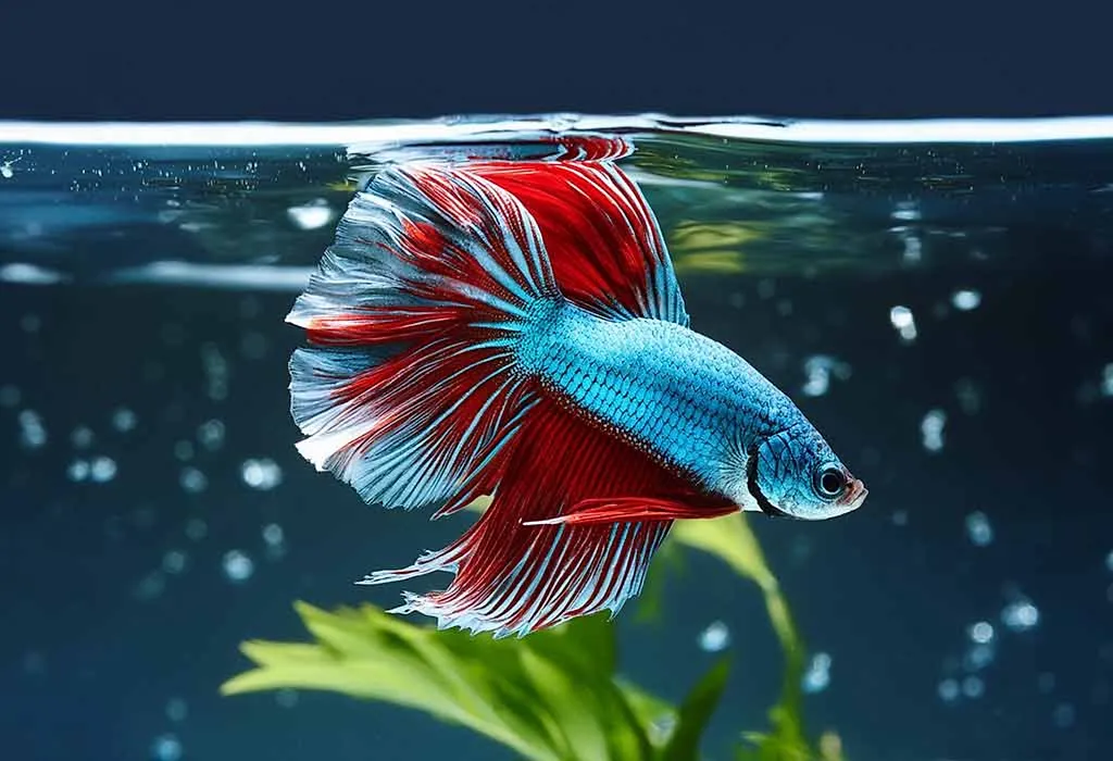 Betta Fish