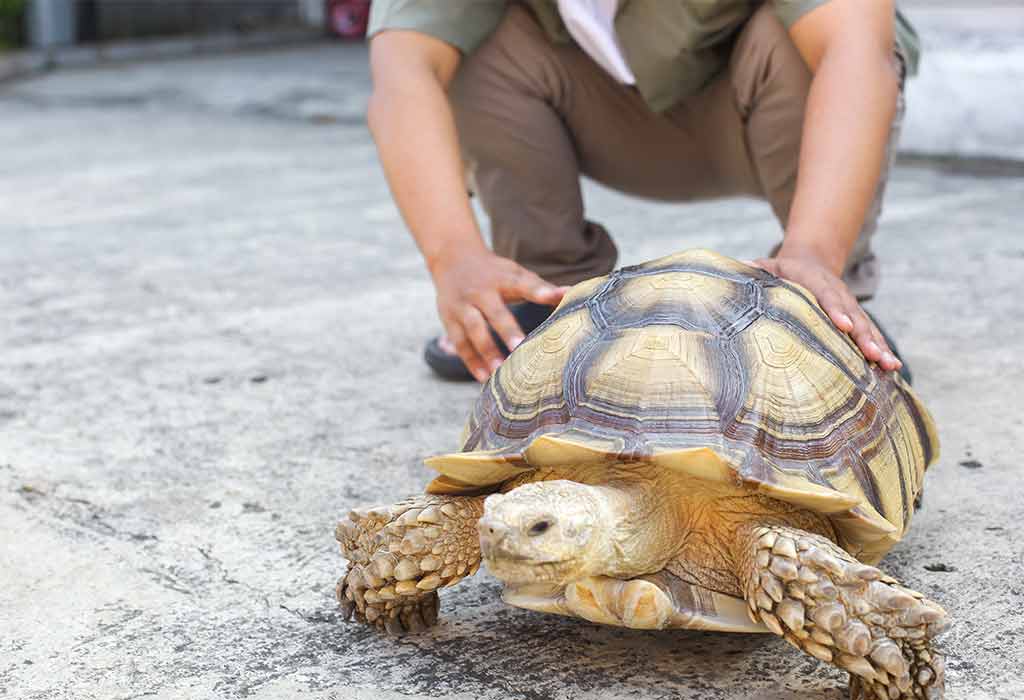 Tortoise