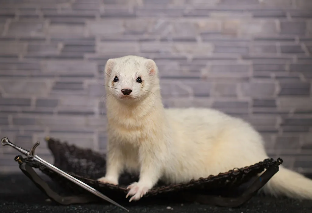 Ferret