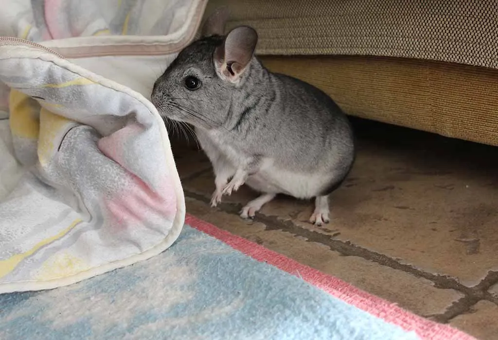 Chinchilla