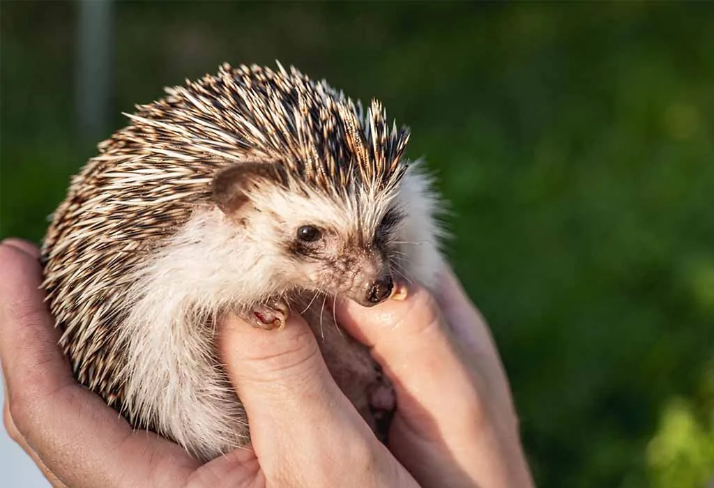Hedgehog