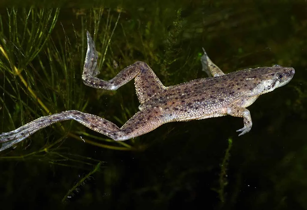 Dwarf Frog