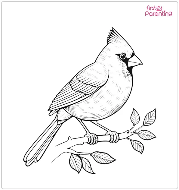 Cardinal Bird Coloring Page