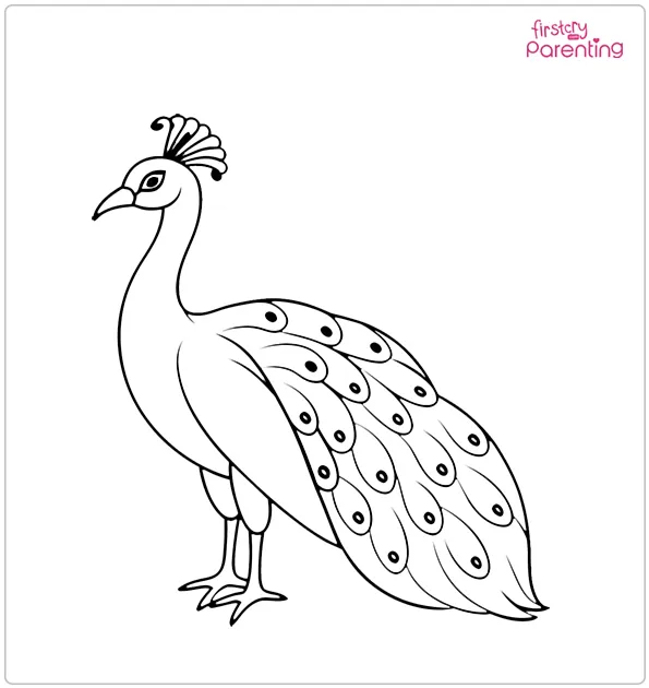 Peacock Bird Coloring Page