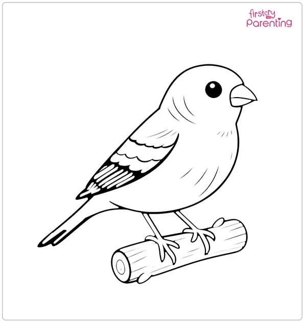 Finch Bird Coloring Page