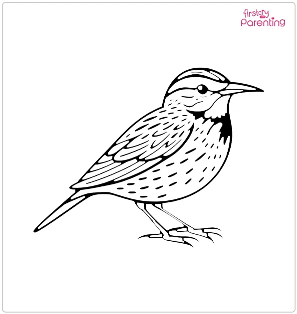 Meadowlark Bird Coloring Page