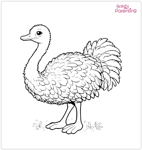 Ostrich Bird Coloring Page