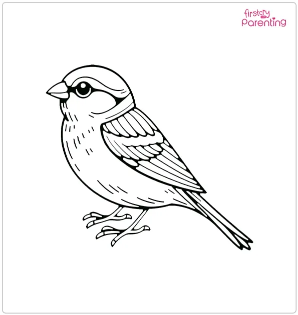 Sparrow Bird Coloring Page