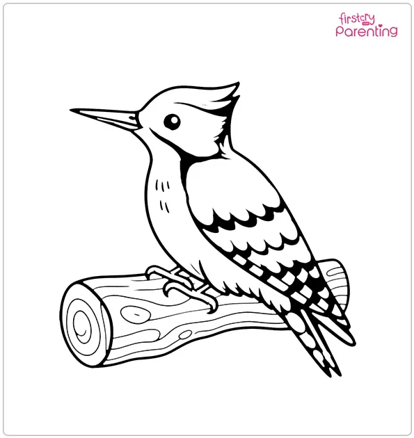 Woodpecker Bird Coloring Page