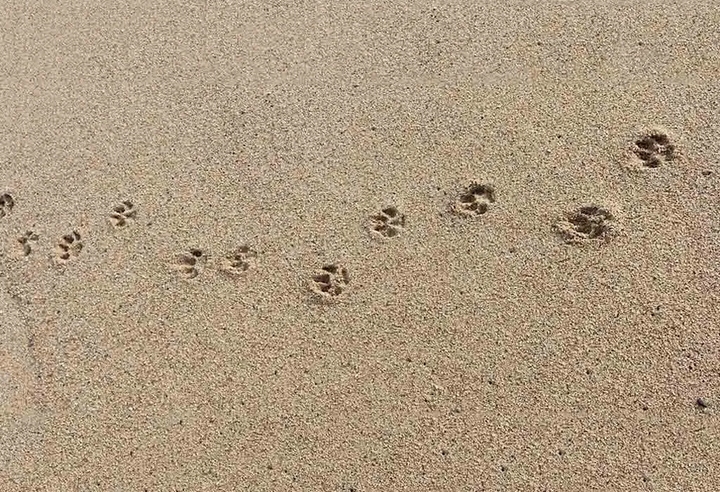 Animal Tracks Scavenger Hunt