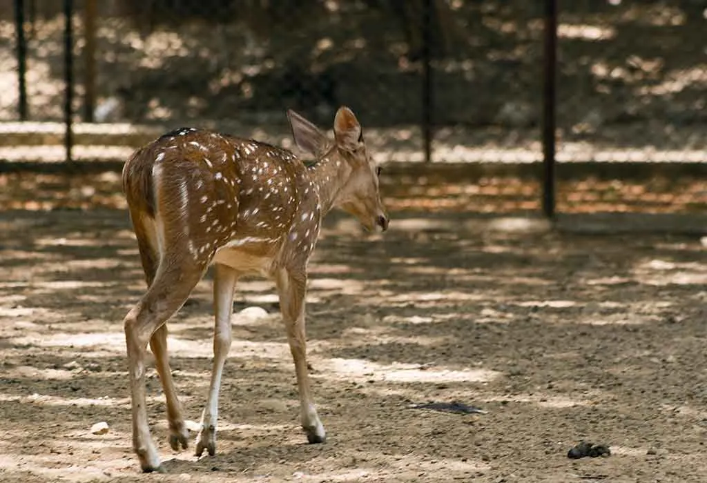 Mumbai Zoo