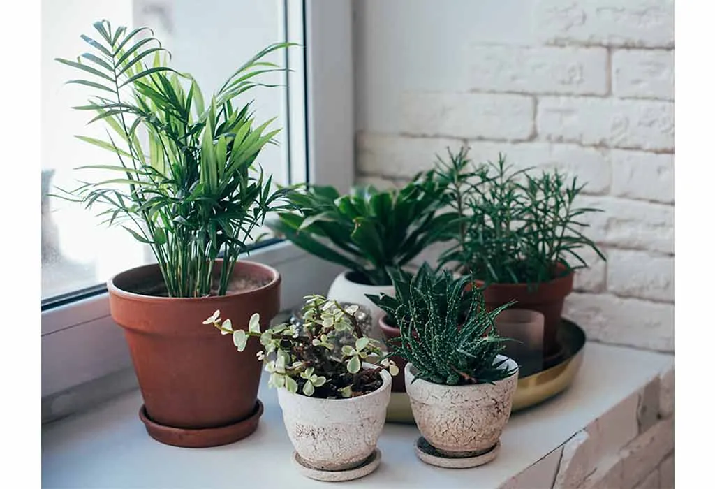 Indoor Plant Collection