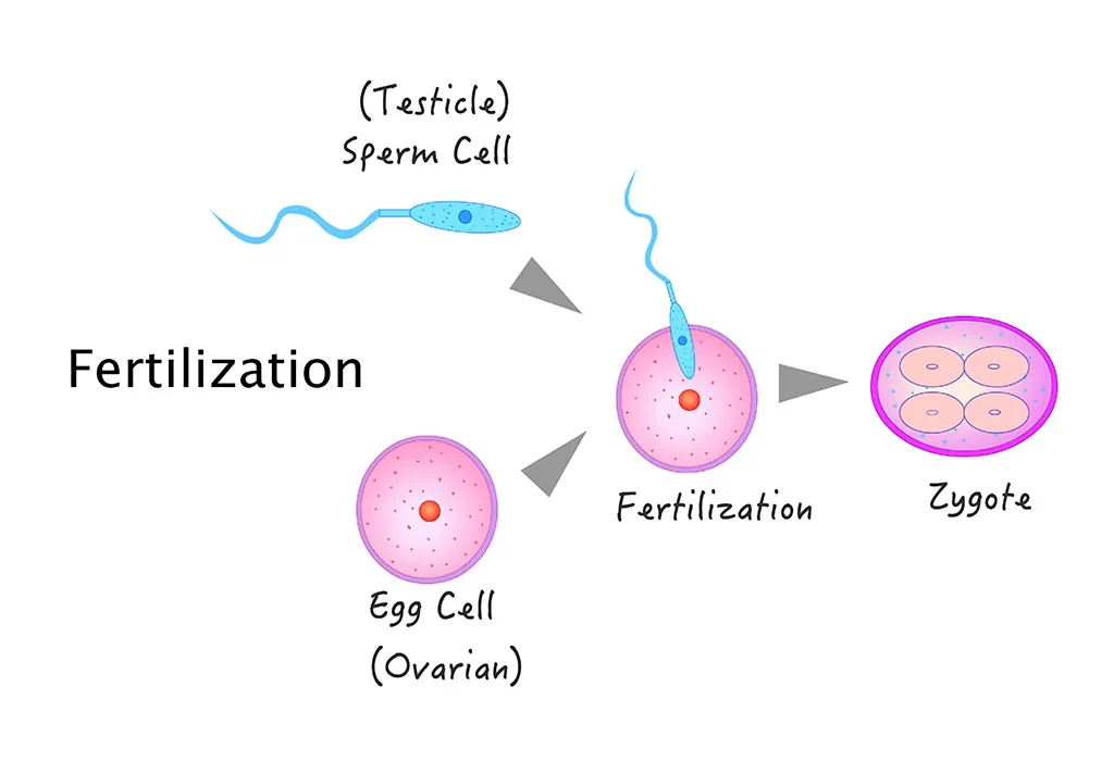 How Is a Zygote Formed