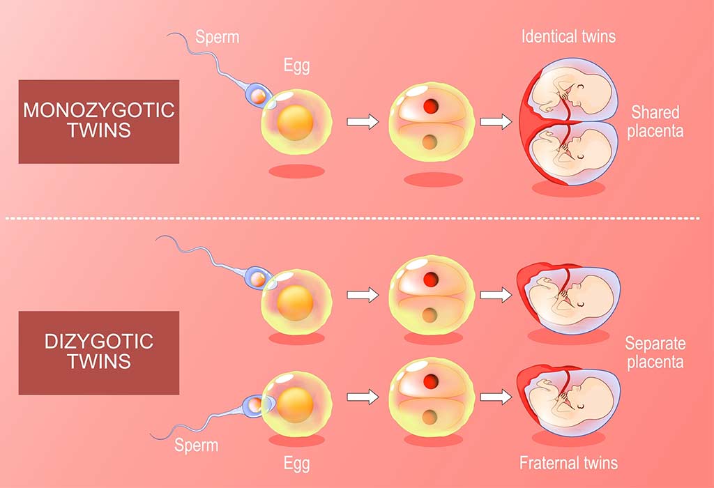 How Does a Zygote Develop Into Twins