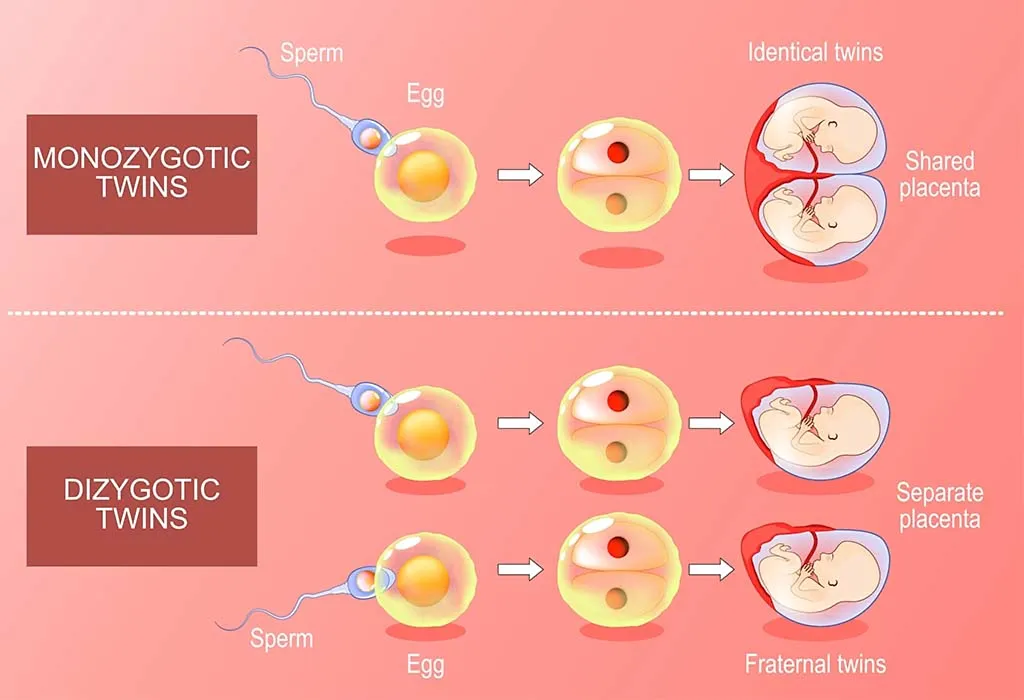 How Does a Zygote Develop Into Twins