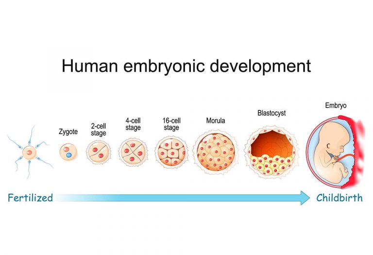 Role of Zygote in Fetal Development