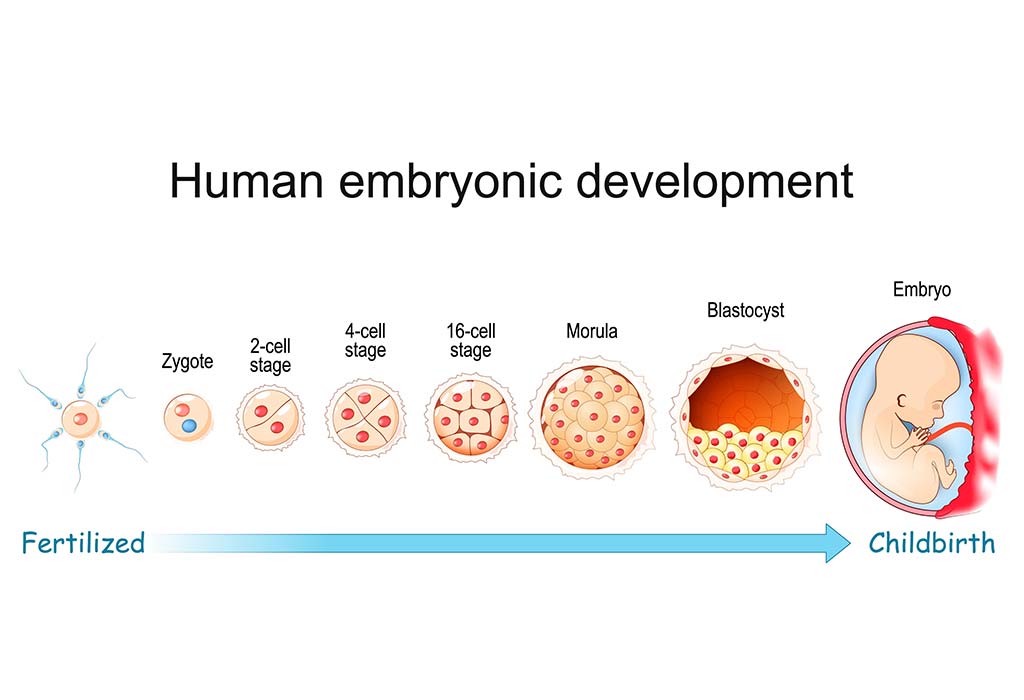Human embryonic development