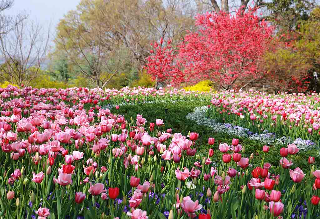 Dallas Arboretum and Botanical Garden