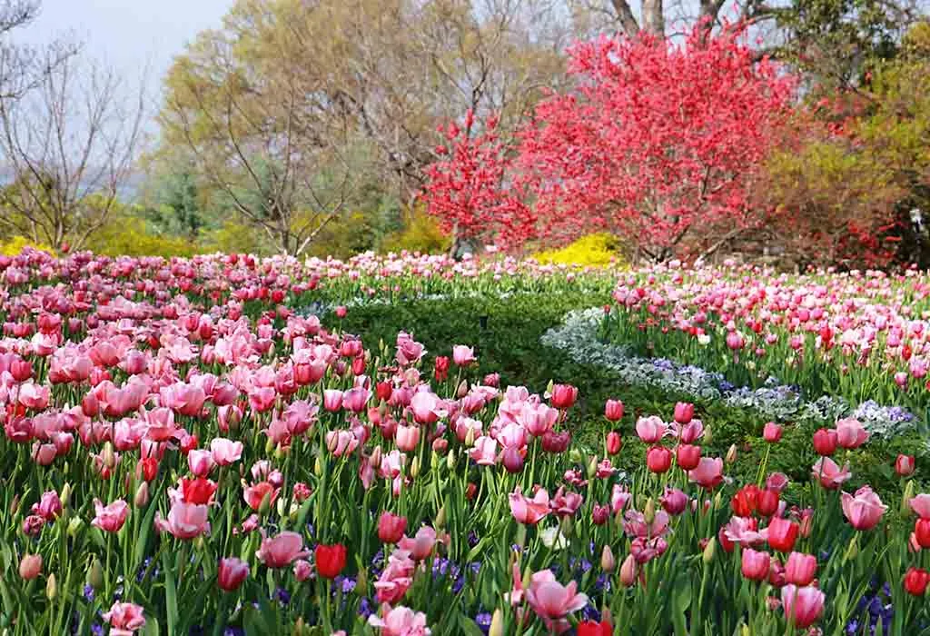 Dallas Arboretum and Botanical Garden