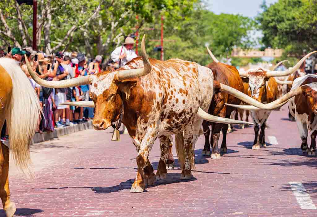Tour of the Fort Worth Stockyards