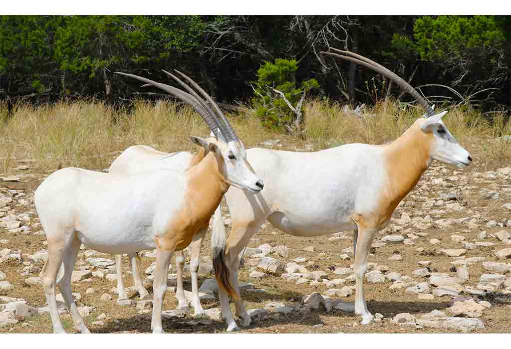 Natural Bridge Wildlife Ranch