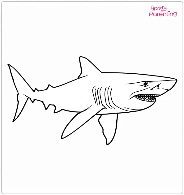 Realistic Shark Colouring Page