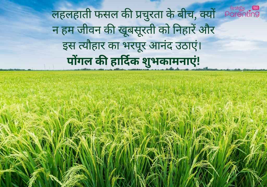 Pongal quote in hindi