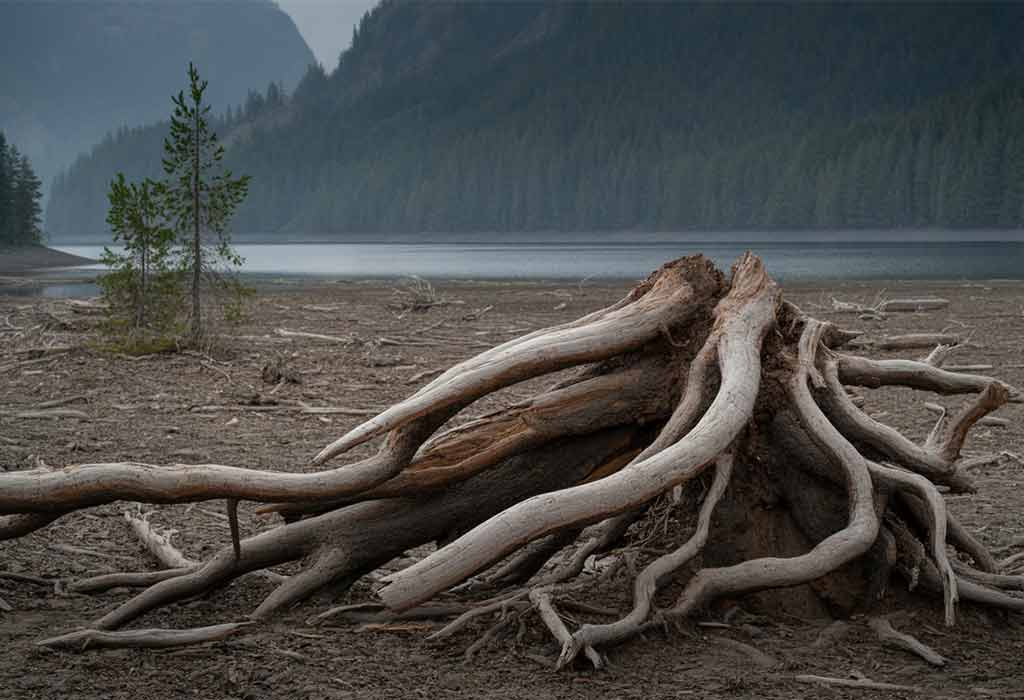 Long Essay on the Environment