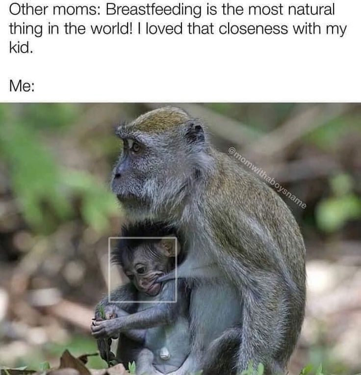 The "Human Pacifier" Meme