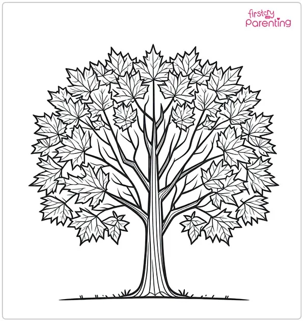 Maple Tree Coloring Page