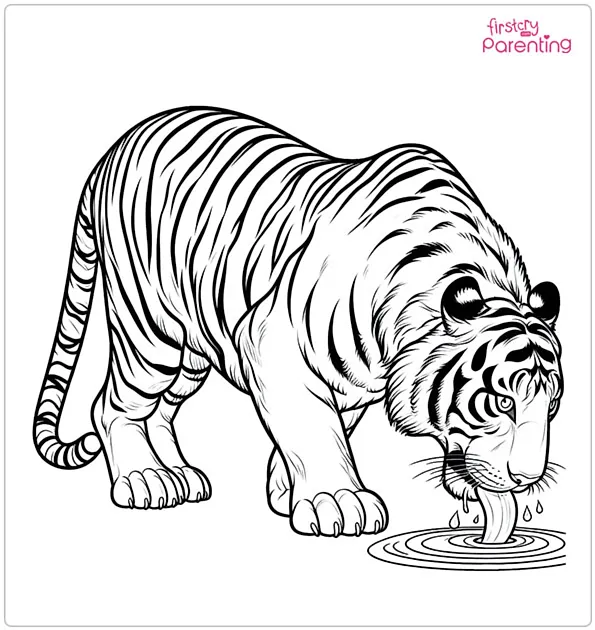 Tiger Drinking Water Coloring Page