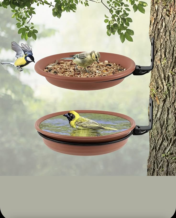 Bird Feeder