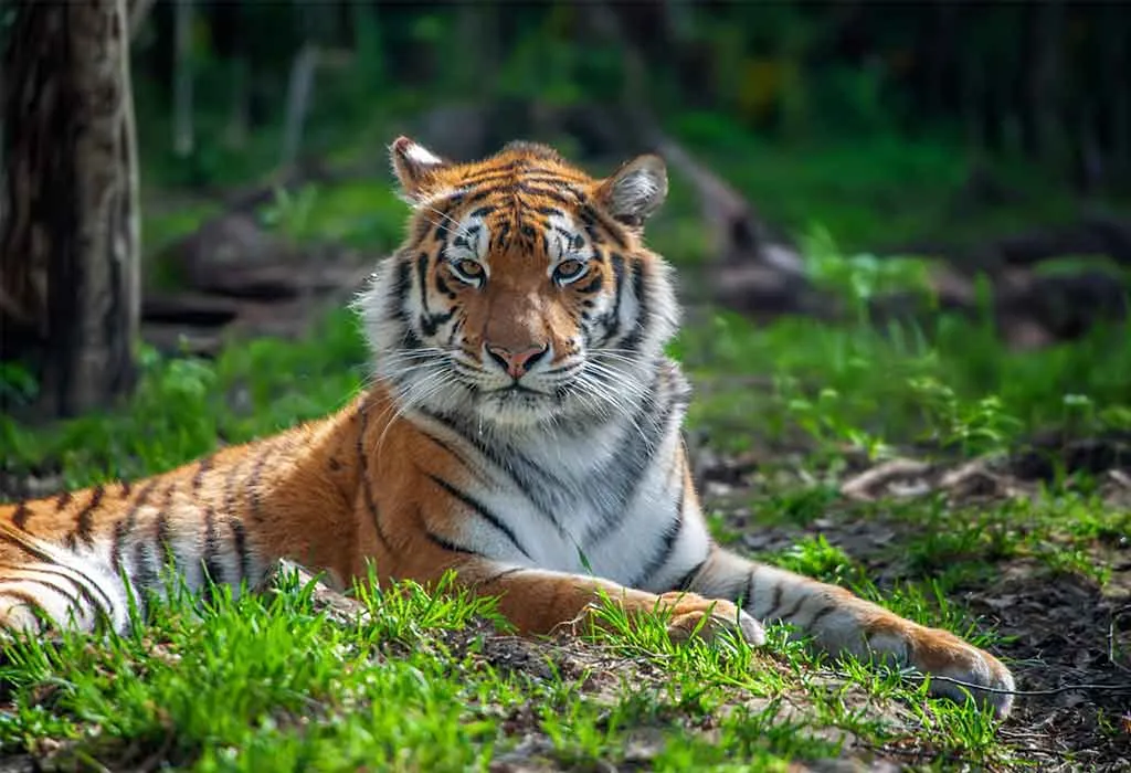 Paragraph on My Favourite Animal Tiger