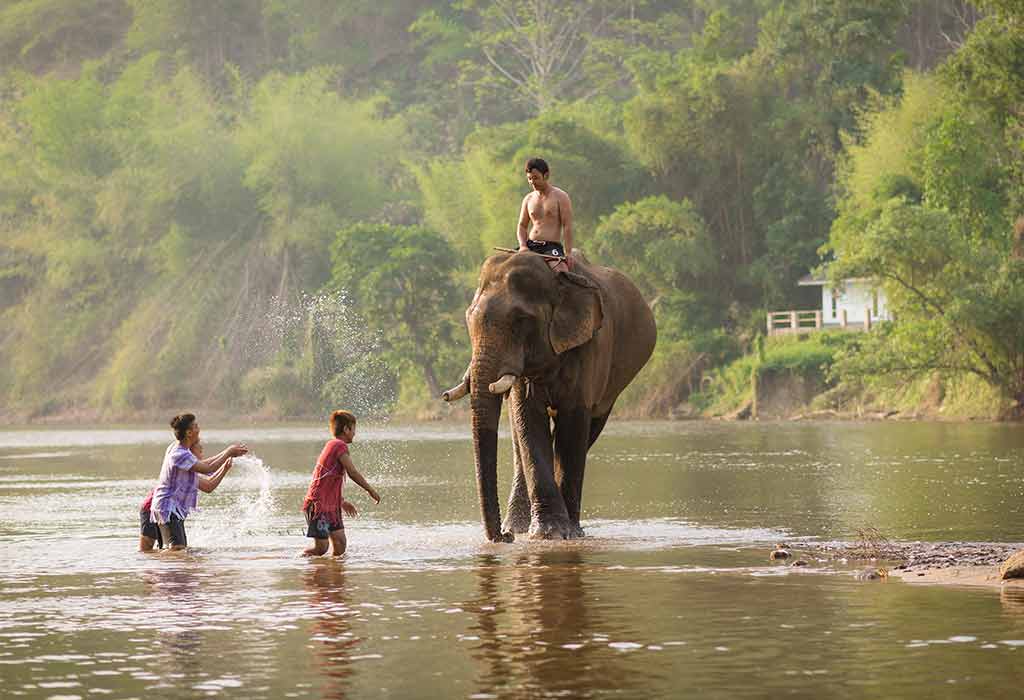 My Favourite Animal Elephant