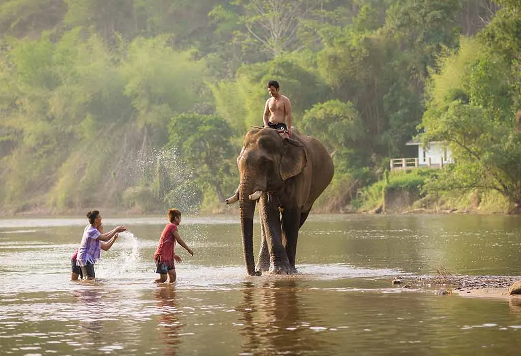 My Favourite Animal Elephant