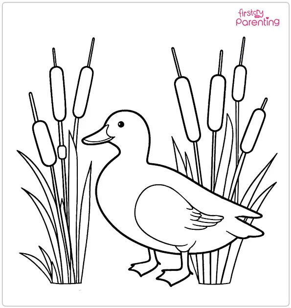 Duck in Cattails Coloring Page Duck in Cattails Coloring Page