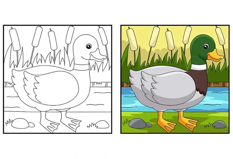 Duck Colouring Pages - Free Printable Pages For Kids