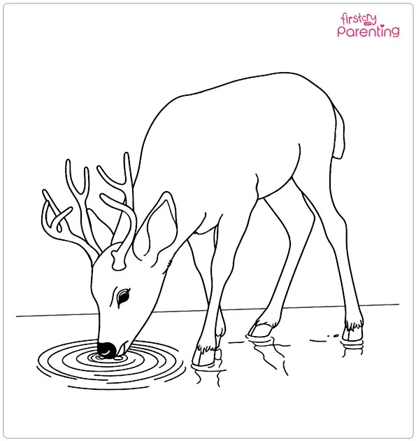 Deer Drinking Water Coloring Page