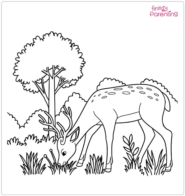 Deer Eating Grass In Forest Coloring Page