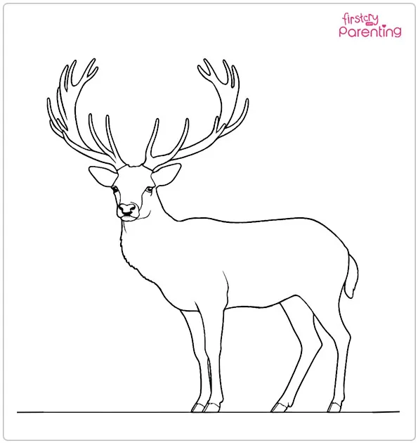 Fallow Deer Coloring Page