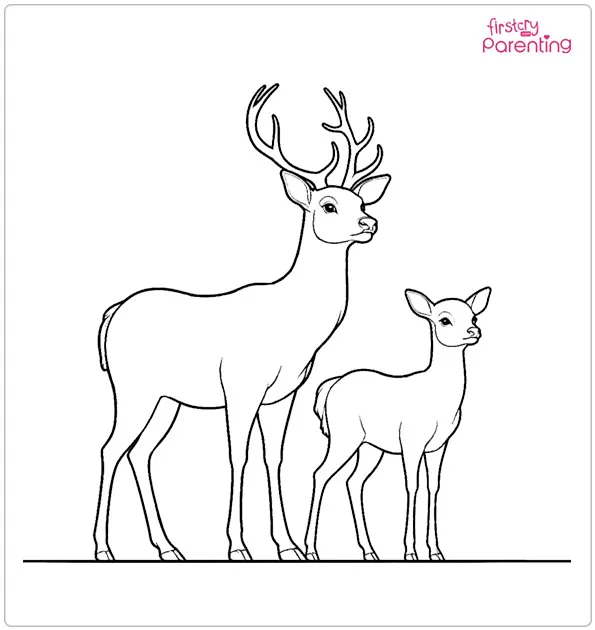 Male And Female Deer Coloring Page